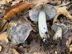 Tricholoma pullum