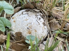 Lycoperdaceae