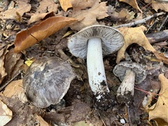 Tricholoma pullum