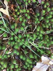 Polytrichum