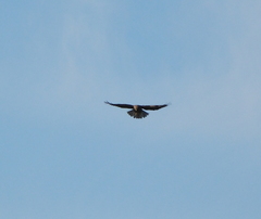 Buteo buteo