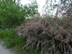 Tamarix gallica