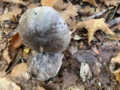 Tricholoma pullum