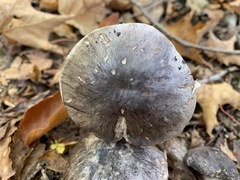 Tricholoma pullum