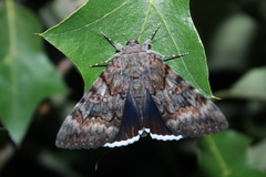 Catocala epione
