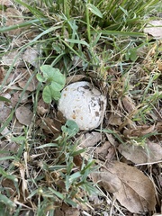 Lycoperdaceae