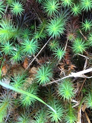 Polytrichum