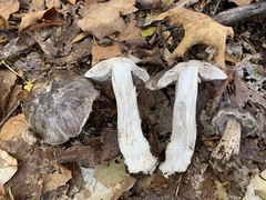 Tricholoma pullum