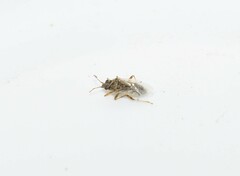 Nysius