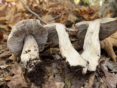 Tricholoma pullum