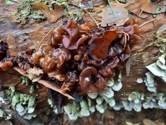 Phaeotremella