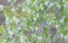 Populus × canadensis