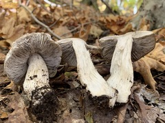 Tricholoma pullum