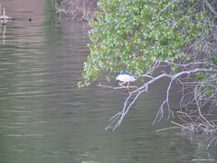 Nycticorax nycticorax