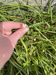 Viola arvensis