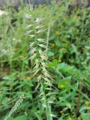 Oplismenus compositus