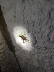 Gryllomorpha dalmatina