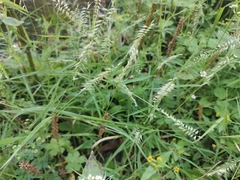 Oplismenus compositus