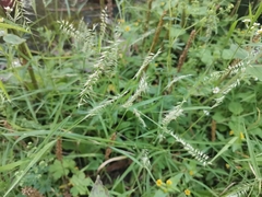 Oplismenus compositus