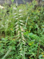 Oplismenus compositus