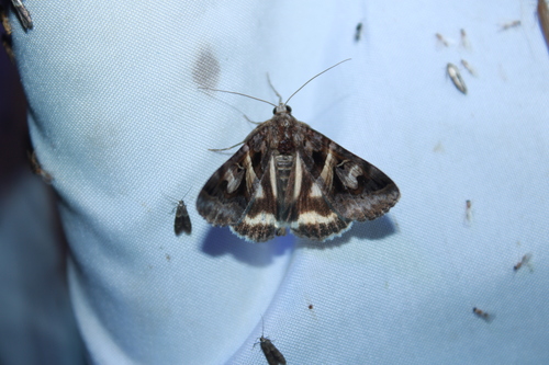 Figure-seven Moth photo 5