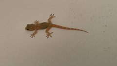 Tarentola mauritanica