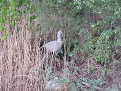 Fraxinus angustifolia