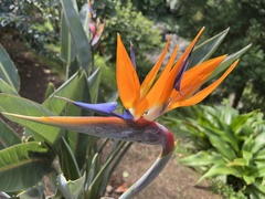 Strelitzia