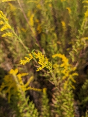Diabrotica balteata