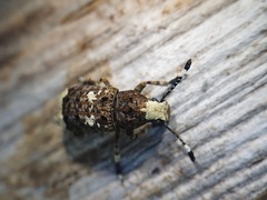 Platystomos albinus