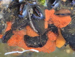 Botrylloides violaceus