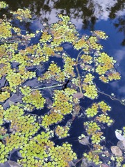 Salvinia minima