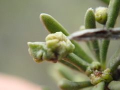 Eriophyes adenostomae
