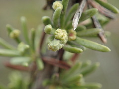 Eriophyes adenostomae