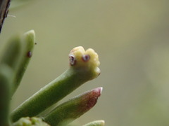 Eriophyes adenostomae
