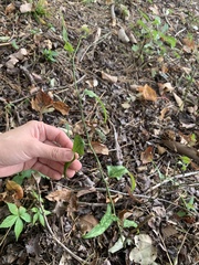 Smilax bona-nox