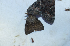 Lymantria dispar