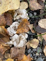 Leucocybe connata