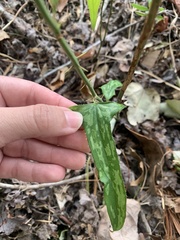 Smilax bona-nox
