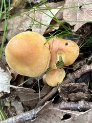 Hypholoma