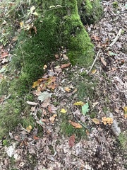 Hypholoma