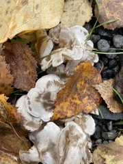 Leucocybe connata