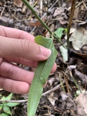 Smilax bona-nox