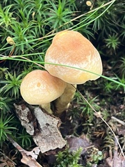 Hypholoma