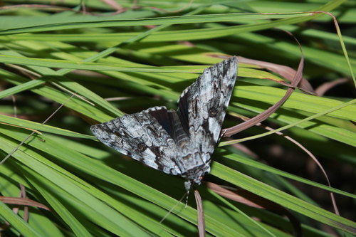 Dejected Underwing photo 5