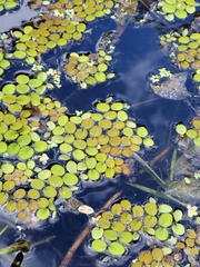 Salvinia minima