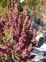 Erica puberuliflora