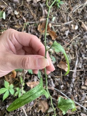 Smilax bona-nox