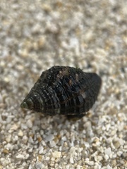 Gemophos tinctus