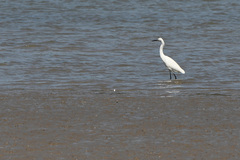 Egretta garzetta garzetta